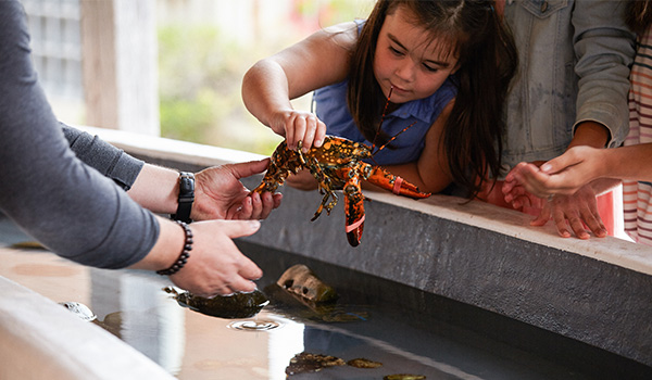 A girl at the New Brunswick Aquarium touch tank.