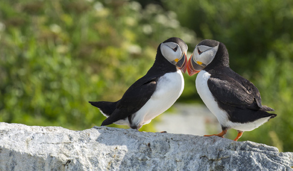 Two Atlantic Puffins facing each other.