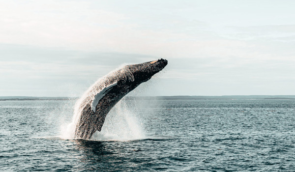 Whale breaching the water on a whale watching tour.